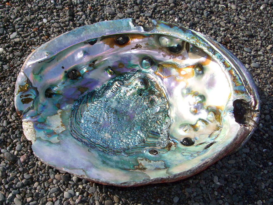 Natural abalone shell